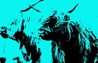 Popart Schottische Highlander