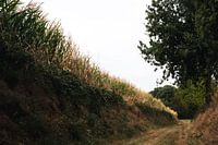 Field path among maize