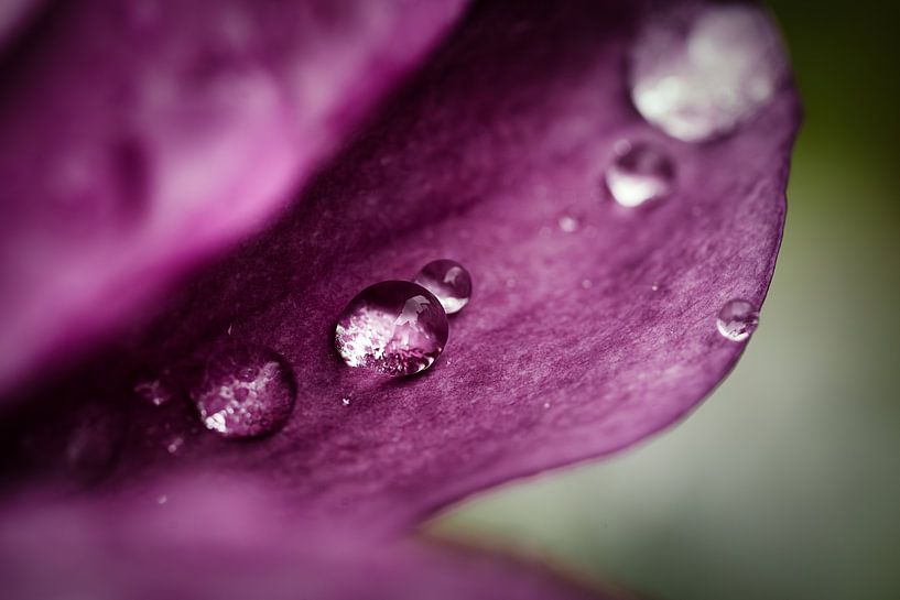 Waterdrops von Andre Michaelis