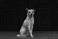 ein Tempelhund in Vietnam