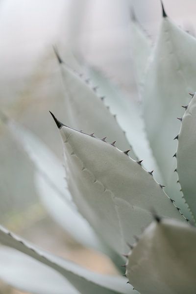Close-up of a cactus with black spines by Marika Huisman fotografie