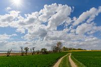 Rape, field path along the coast near Glutzow, island of Rügen