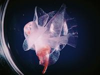 Bestialischer Lathyrus