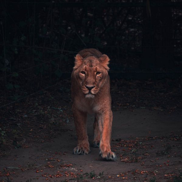 Tiger von Dieter Emmerechts