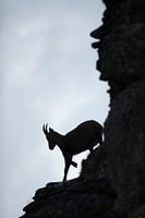 bergab... Alpensteinbock *Capra ibex*