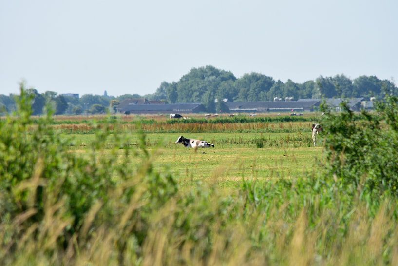 Une vache dans un pré par Gerard de Zwaan