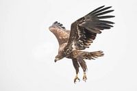 Flying bird of prey (eagle) in the sky