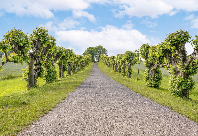 Baumallee von Johann Pavelka