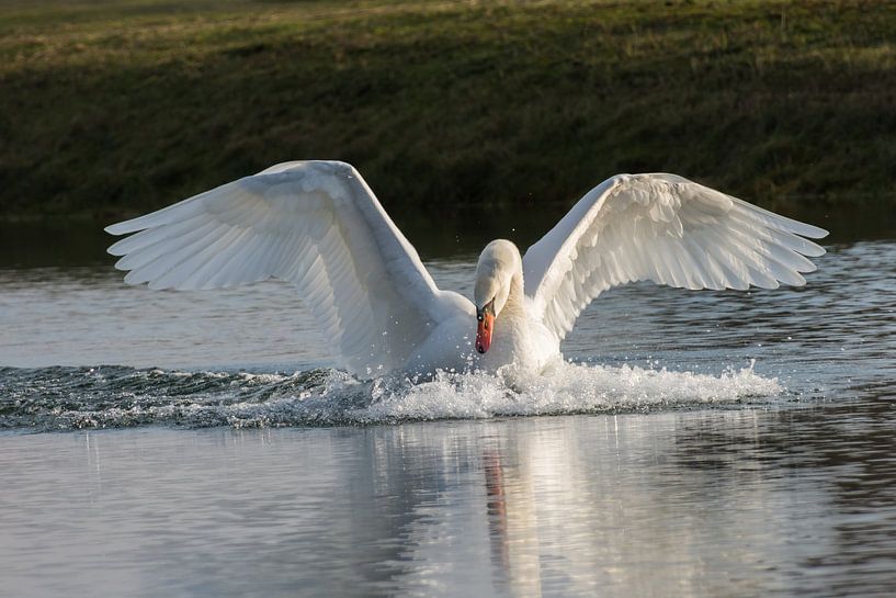 Zwaan von Carla Eekels