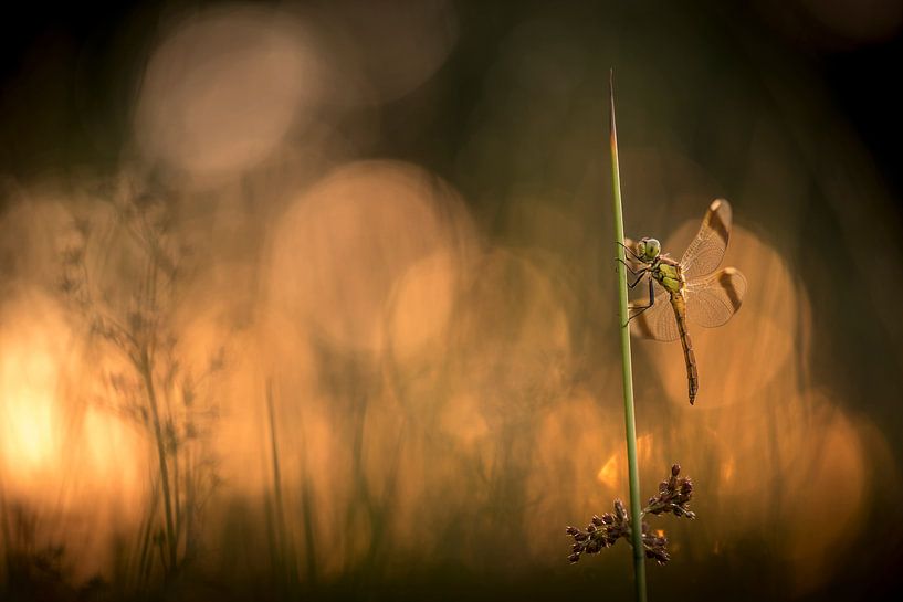 Bandheidelibel au coucher du soleil par Erik Veldkamp