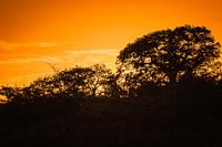 Sonnenaufgang im Umflozi-Wildreservat, Südafrika