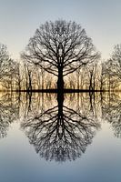 Transformation eines Baumes 1