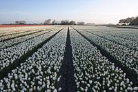 Le soleil frappe les tulipes