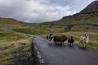 Les moutons des îles Féroé sur la route