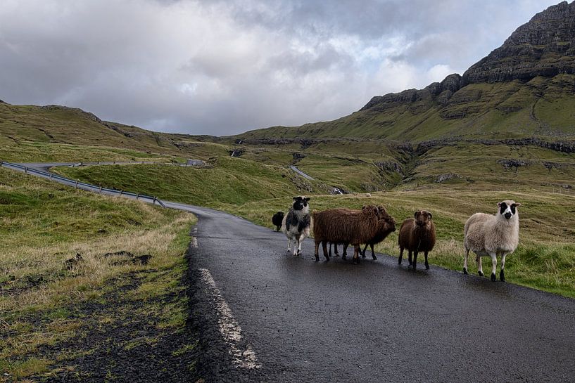 Les moutons des îles Féroé sur la route par Robinotof