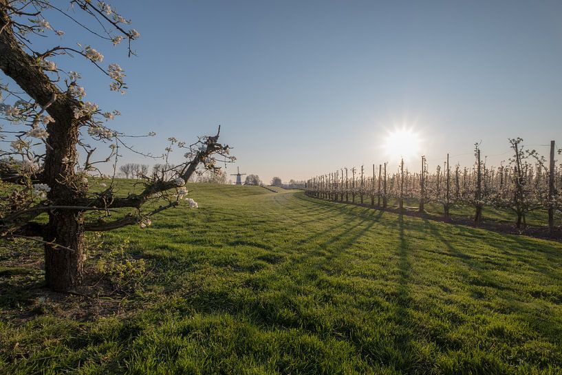 Bloesem fruitboom en molen 02 par Moetwil en van Dijk - Fotografie