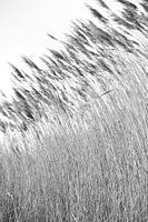 Wuivende strohalmen bij de Reeuwijkse Plassen zwartwit 1