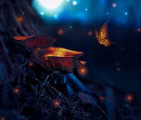 champignon de nuit rêveur