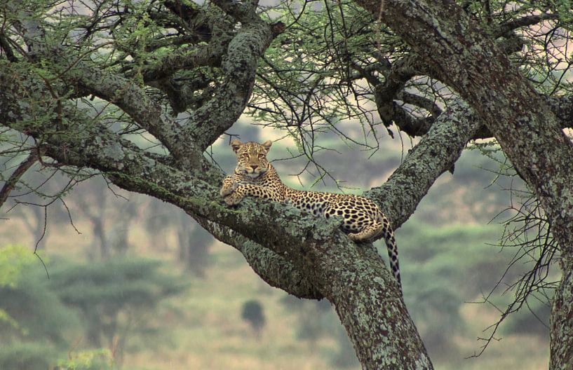 The tree is mine by BL Photography