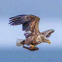White-tailed sea eagle - Haliaeetus albicilla with prey