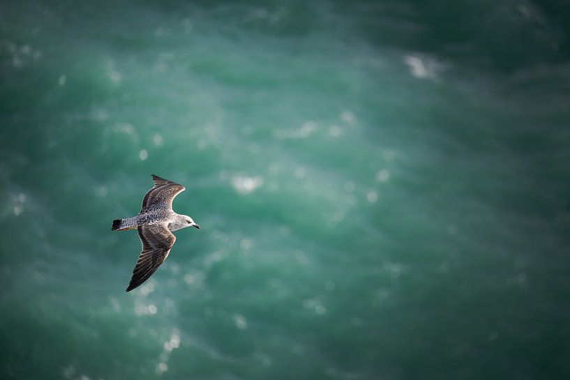 Vliegende zeemeeuw van bovenaf gezien, met oceaan op de achtergrond van Robert Ruidl