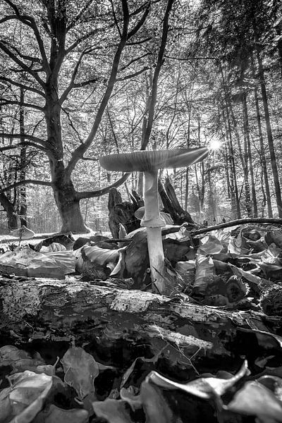 Autumn forest black and white by Manfred Voss, Black-White Photography