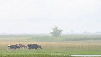 Koeien dansen in de regen