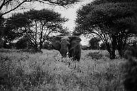 Elephant in black and white