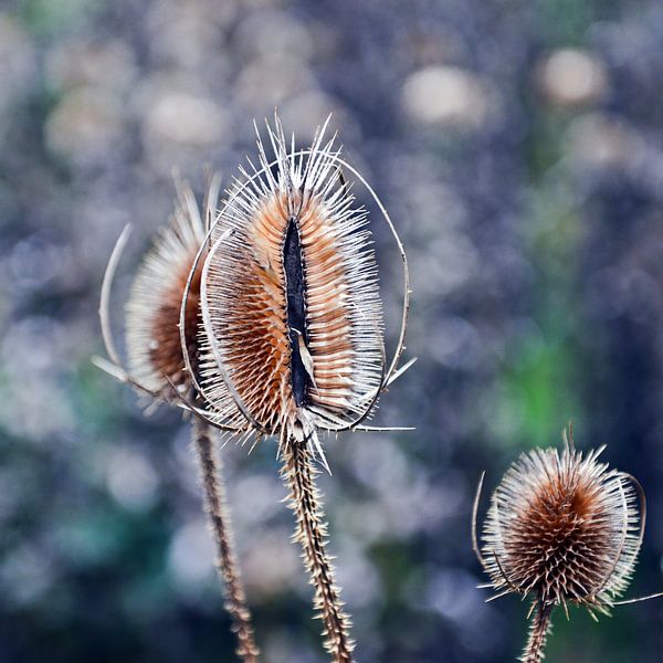 Magnificent cardoons in the warm autumn light by Silva Wischeropp