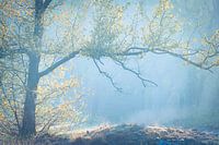 Baum in stimmungsvollem Licht