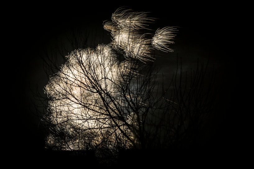 Vuurwerk achter een boom by Kees van der Rest