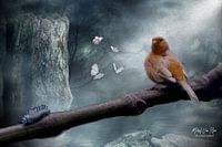 Canary looking for food.