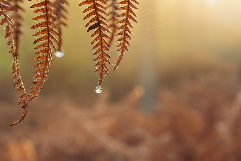 Tautropfen zu Farn von René Jonkhout