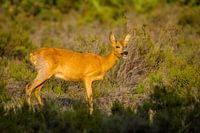 cerf sur le haut veluwe