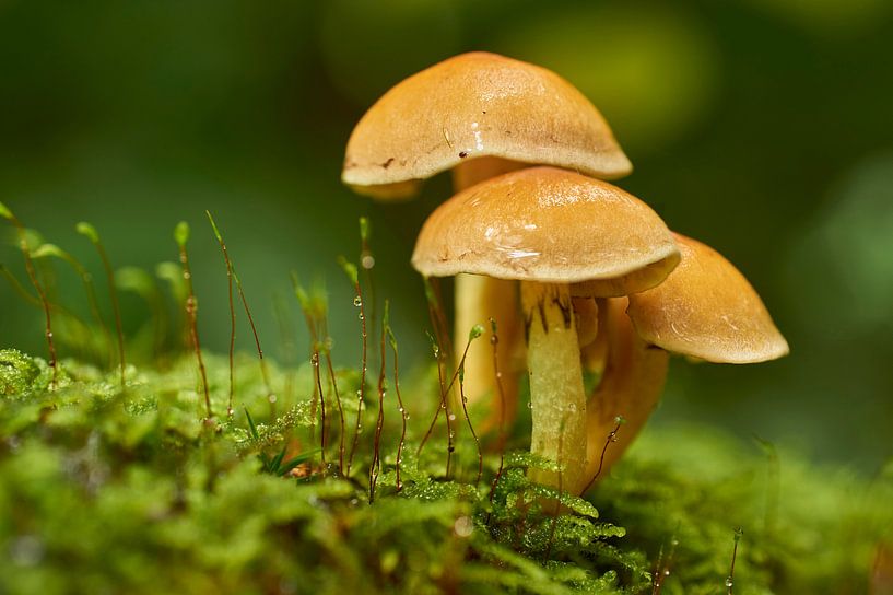 Three mushrooms in moss by Cor de Hamer