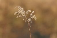 Gelassene Schönheit in der schönen Deurnese Peel mit organischen und rde Töne