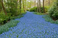 Muscari field in Keukenhof, the Netherlands