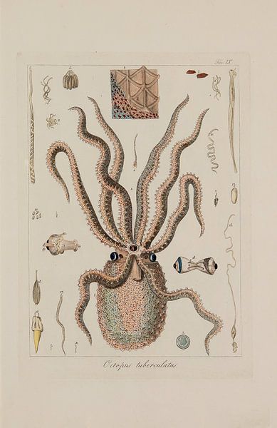 Memorie sulla Storia e Notomia - Stefano Delle Chaie, 1823 - Sammlung Teylers Museum von Teylers Museum