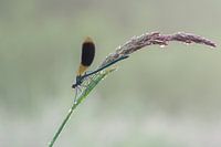 Banded demoiselle