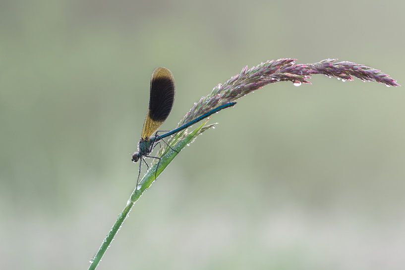 gebändet prachtlibelle von Arien Linge