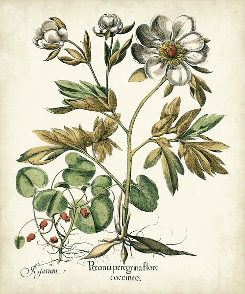 Basilius Besler,Elfenbeinpfingstrosen IIi von finemasterpiece