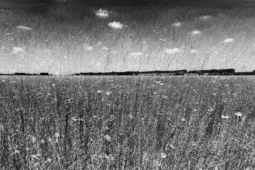 Paulina dyke by Willy Lippens