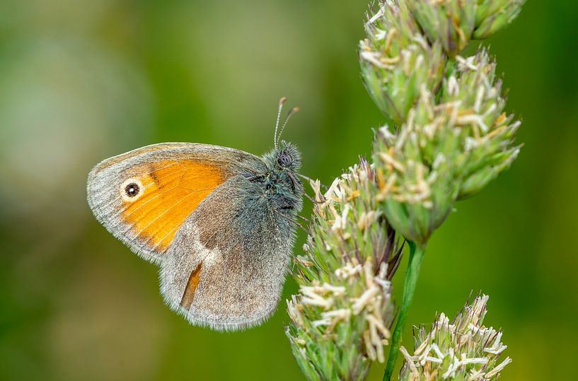 Kleine weidevogels in een weiland van Animaflora PicsStock