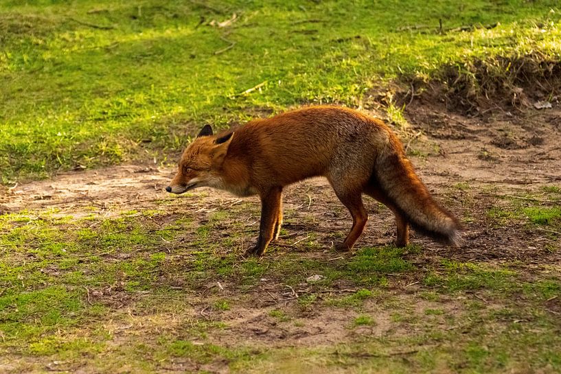 Fox par Merijn Loch