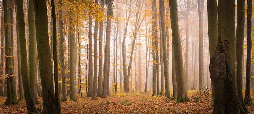 Ontginning in het oude bos van Tobias Luxberg