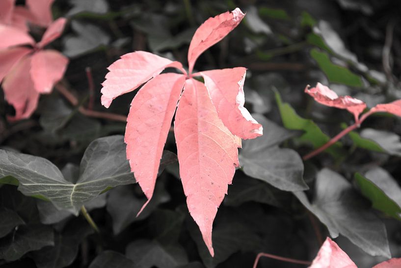 The colours of autumn in different splendours by Bianca Meyering Fotos - BMF