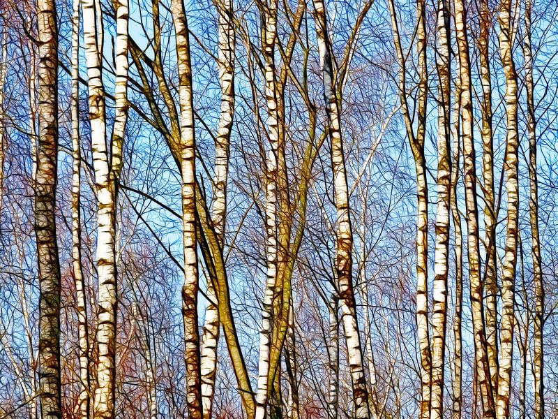 Baumstämme Natur von Caroline Lichthart