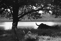 Schottischer Highlander