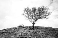 Einsame Schafe an einem einsamen Baum