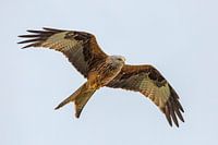 Roter Milan im Tiefflug über Garten